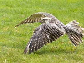 Customer Photo of Bird of Prey Photography Nottinghamshire